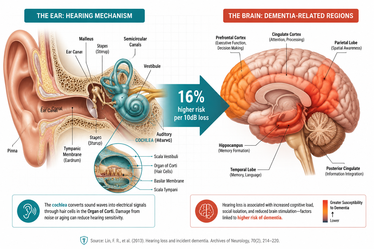 What Does New Research Linking Age-Related Hearing Loss to Increased Dementia Risk Actually Show?